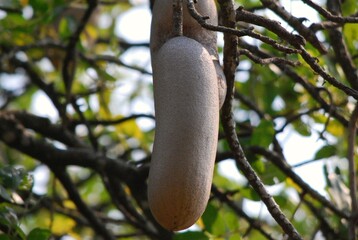 Frutto della pianta salsiccia appeso a ramo tra foglie.