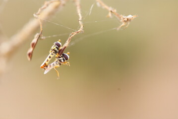 Close-up macro shot of two mating hoverflies perched on a dry twig, showcasing vivid yellow-black patterns and delicate transparent wings in natural light.