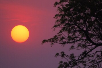 Sole rosso al tramonto dietro albero scuro nella savana.
