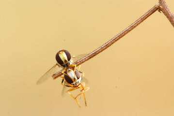 Close-up macro shot of two mating hoverflies perched on a dry twig, showcasing vivid yellow-black patterns and delicate transparent wings in natural light.