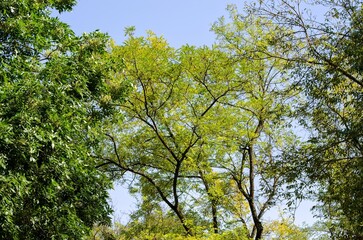 Obraz premium A tree with green leaves is in the middle of a forest. The sky is clear and blue