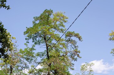 A tree with a wire running through it. The sky is blue and clear. The tree is green and full of leaves