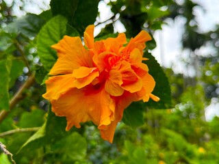Bright orange hibiscus flower blossoms elegantly among vibrant green leaves in high resolution photo