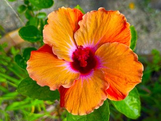 Close up captures vibrant orange hibiscus bloom among green foliage in a garden