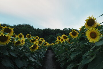 夕暮れのひまわり畑と小道