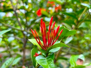 Close up reveals vibrant red ixora buds and verdant leaves in a garden