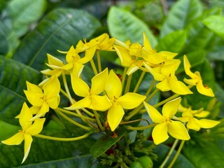 Fototapeta premium Close up showcases vibrant yellow ixora flowers blossoming among fresh green leaves naturally