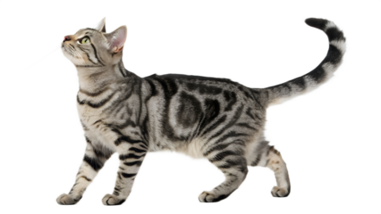 Tabby cat walking isolated on transparent background