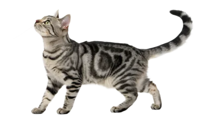 Gardinen Katze Tabby cat walking isolated on transparent background  © MDSHARIF