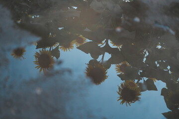 水たまりに写る雨上がりの空とヒマワリ