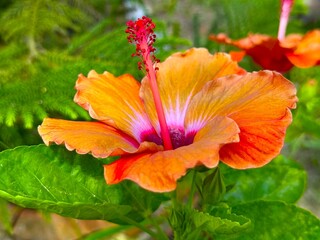 Close up shows vibrant orange hibiscus blossom with striking red stamen in high resolution photo