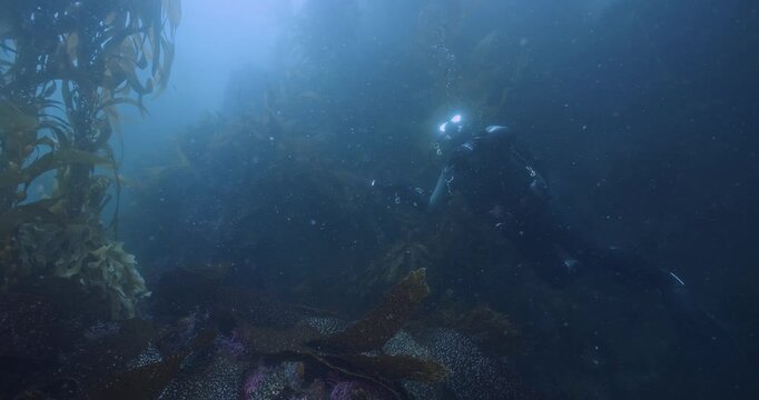 Scuba diver turning to look up into sun.