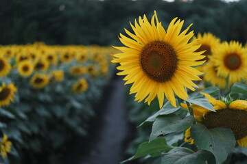 ひまわり畑の小道と一輪の花のアップ