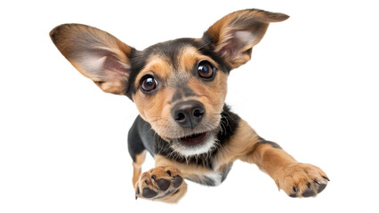 Cute small dog puppy with big ears looking at camera isolated on transparent background