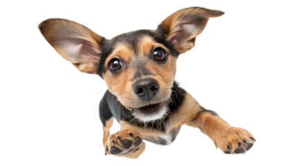 Cute small dog puppy with big ears looking at camera isolated on transparent background