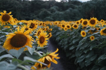 夕暮れのひまわり畑の小道