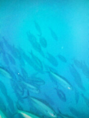 Pixelated close-up of a school of fish swimming in blue ocean water, viewed through a digital screen. Ideal for abstract, aquatic, or tech-inspired designs.