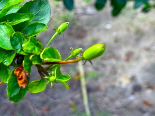 High resolution depicts green leaves and flower buds with a blurry grey background