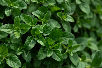 Mint leaves background. Peppermint leaves. Selective focus, macro.