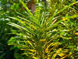 High resolution showcasing the vibrant croton plant's colorful, speckled green and yellow foliage