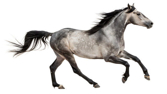 Grey horse running isolated on transparent background
