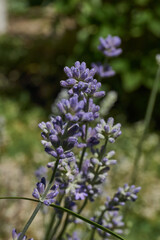 Lavender (lat. Lavandula) blooms in the garden. Lavender is a genus of plants in the family Lamiaceae or Labiatae.