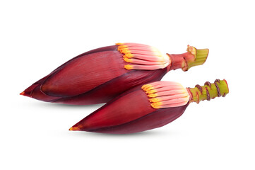 Banana blossom. Plant-based raw material for vegan  alternatives.  red-skinned banana flower. on transparent.
