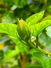 Unopened yellow hibiscus bud stands poised on a verdant stem amidst textured green leaves in high resolution photo