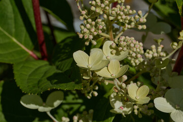 The inflorescences of hydrangea (lat. Hydrangea) are blooming. Hydrangea blooms in the garden.
