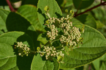 The inflorescences of hydrangea (lat. Hydrangea) are blooming. Hydrangea blooms in the garden.