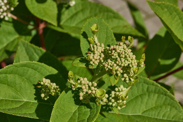 The inflorescences of hydrangea (lat. Hydrangea) are blooming. Hydrangea blooms in the garden.