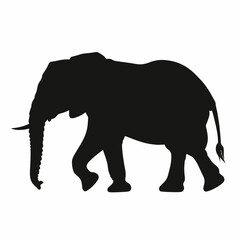 Fototapeta premium A detailed black silhouette of an elephant walking on a white background, trunk curled down, tail curved up