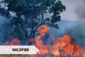 wildfire Burning Wilderness Concept
