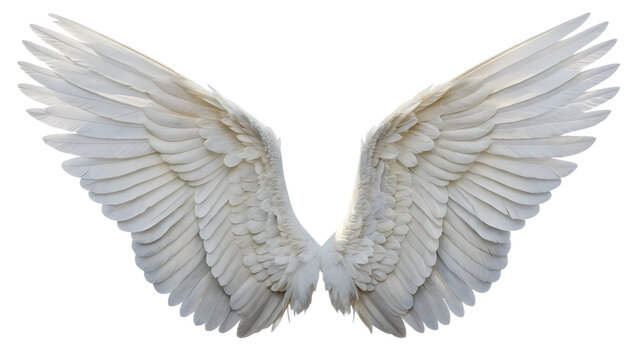 Pair of white angel wings isolated on transparent background