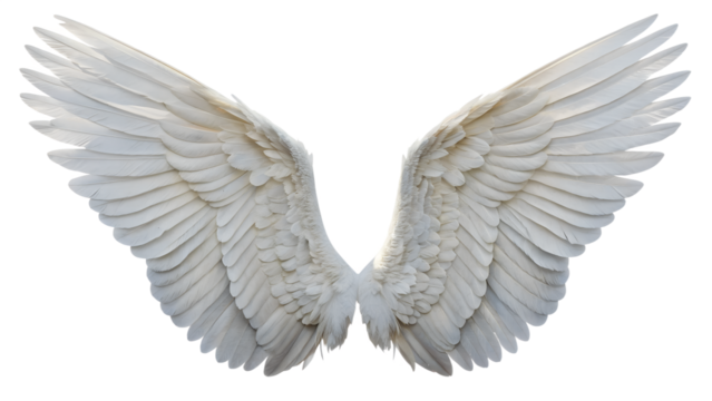 Pair of white angel wings isolated on transparent background