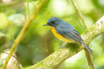 Tickell's blue flycatcher perched on tree branch in a nice green background.