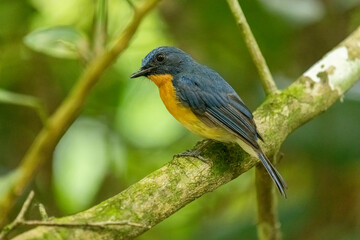 Tickell's blue flycatcher perched on tree branch in a nice green background.