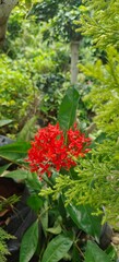 close up shot of Ixora Red Flower Plant.