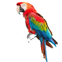 Fototapeta premium Scarlet Macaw Perched, Tropical Background, Wildlife Poster