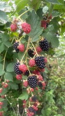 Close-up of Ripe Blackberries with Black and Red Berries on a Bush. Summer Harvest of Fresh Berries