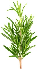 Fototapeta premium Fresh rosemary sprig