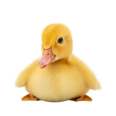 Obraz premium A fluffy yellow duckling isolated on transparent background