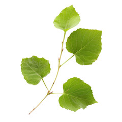 Fototapeta premium Green leaves sprig, nature botany, studio shot, black background, botanical illustration