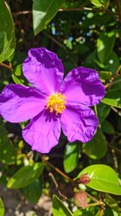 Vibrant purple flower in garden