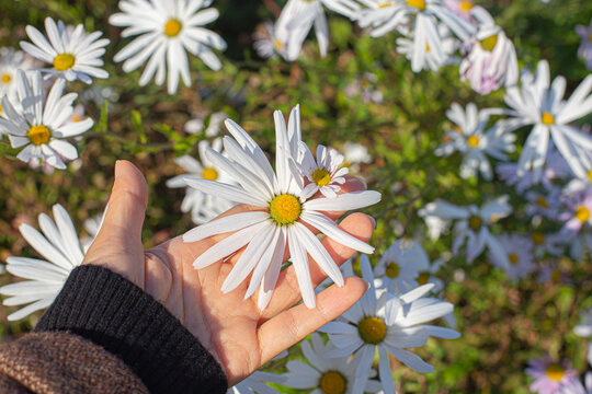 Siberian chrysanthemum blooming in autumn in Korea