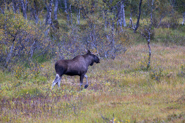 Moose grazing in the wild in Lofoten Islands, Norway, surrounded by autumn vegetation and trees.