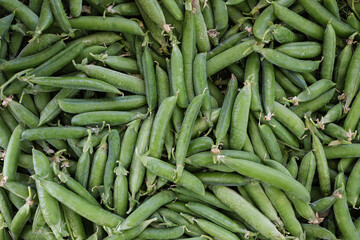 Green Pea Pods Background. Fresh Farm Harvest of Organic Peas. Vegetables Surface.