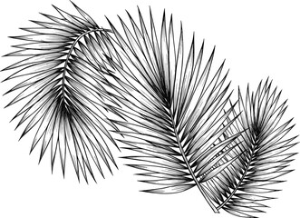 Obraz premium Detailed black and white palm leaf illustration, perfect for tropical, nature-inspired designs, botanical prints, and sustainable eco-artwork