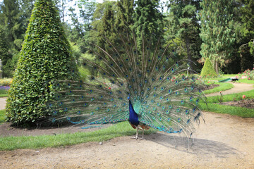 Obraz premium A vibrant peacock displays its fully fanned tail feathers in a lush garden setting.