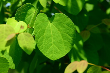 Cercidiphyllum japonicum (Gye-su-na-mu) heart-shaped green leaves with ornamental beauty. Photographed in Korea.
